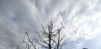 Hitzebelastung in deutschen Städten: NRW schneidet gut ab. (Symbolbild)
