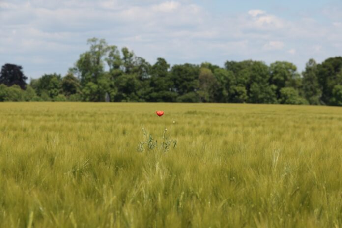 Einzig statt Artig, Feld in Hösel. , Bild: Alexander Heinz