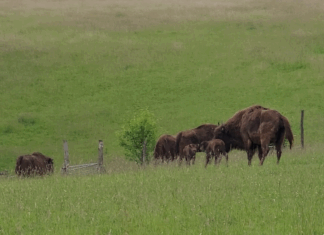 Beide Kälbchen auf der Wiese im Neandertal. Foto: Kreis Mettmann