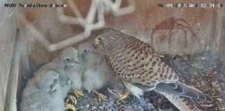 Die in der letzten Maiwoche geschlüpften kleinen Falken haben noch helle Daunen, aber bald entwickeln sie ihr Erwachsenengefieder.