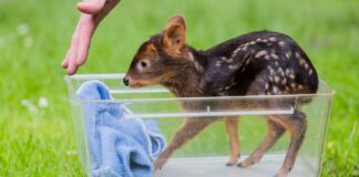 Der Kölner Zoo meldet Nachwuchs bei den Südpudus, die zu den kleinsten Hirscharten auf der Erde zählen. 