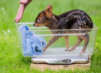 Der Kölner Zoo meldet Nachwuchs bei den Südpudus, die zu den kleinsten Hirscharten auf der Erde zählen. 