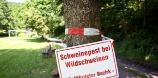 Drei weitere tote Wildschweine im Kreis Olpe waren mit der Afrikanischen Schweinepest infiziert. (Archivbild)