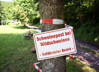 Drei weitere tote Wildschweine im Kreis Olpe waren mit der Afrikanischen Schweinepest infiziert. (Archivbild)