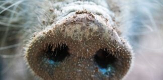 Nach dem Fund des ersten an Afrikanischer Schweinepest verendeten Wildschweins rechnet das Umweltministerium damit, weitere tote Wildschweine in der Region zu finden (Archivbild)
