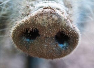 Nach dem Fund des ersten an Afrikanischer Schweinepest verendeten Wildschweins rechnet das Umweltministerium damit, weitere tote Wildschweine in der Region zu finden (Archivbild)