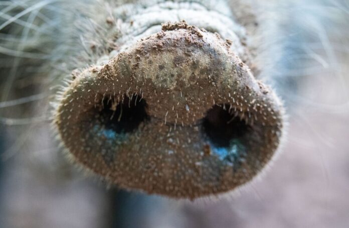 Nach dem Fund des ersten an Afrikanischer Schweinepest verendeten Wildschweins rechnet das Umweltministerium damit, weitere tote Wildschweine in der Region zu finden (Archivbild)