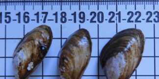 Nur wenige Zentimeter groß, aber ein großes Problem für das Ökosystem heimischer Seen: Die invasive Quaggamuschel.
