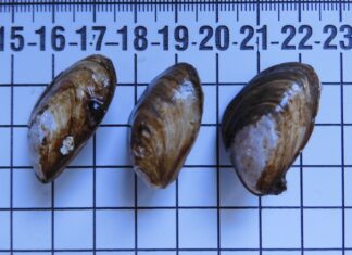 Nur wenige Zentimeter groß, aber ein großes Problem für das Ökosystem heimischer Seen: Die invasive Quaggamuschel.