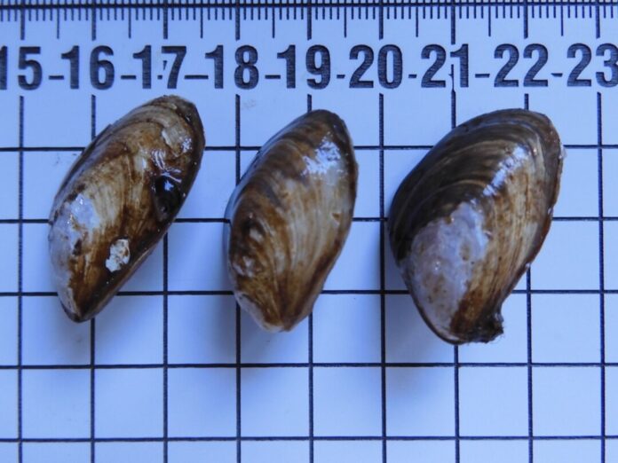 Quaggamuschel in Möhne- und Sorpesee Nur wenige Zentimeter groß, aber ein großes Problem für das Ökosystem heimischer Seen: Die invasive Quaggamuschel.