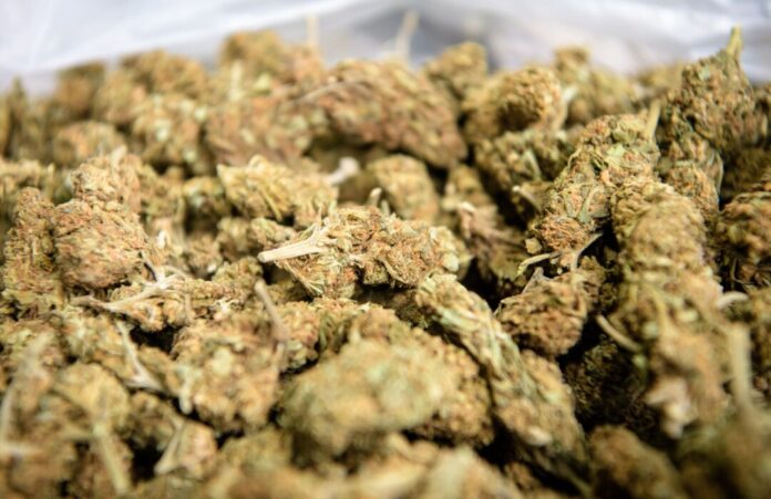 Verbrennung einer halben Tonne Marihuana Gestohlenes Marihuana soll der Anlass für eine geplante Entführung gewesen sein. (Symbolbild)
