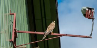 Eine Webcam des Naturschutzbundes Deutschland Nabu sendet aus dem Nest einer Turmfalken-Familie in Wachtberg bei Bonn. (Archivbild)