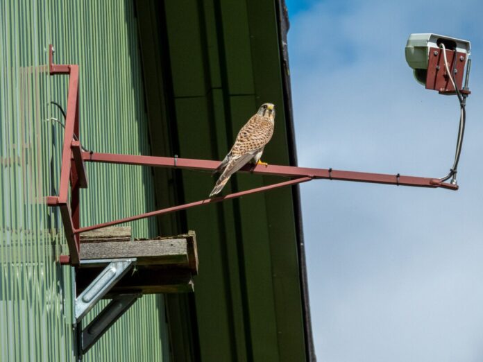 Eine Webcam des Naturschutzbundes Deutschland Nabu sendet aus dem Nest einer Turmfalken-Familie in Wachtberg bei Bonn. (Archivbild)