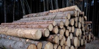 In einem Waldstück bei Siegburg ist es bei Baumfällarbeiten zu einem folgenschweren Arbeitsunfall gekommen. (Symbolbild)