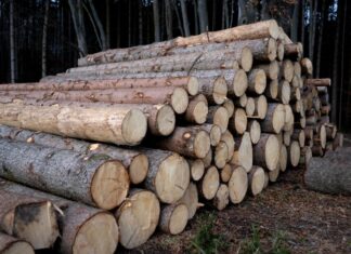 In einem Waldstück bei Siegburg ist es bei Baumfällarbeiten zu einem folgenschweren Arbeitsunfall gekommen. (Symbolbild)
