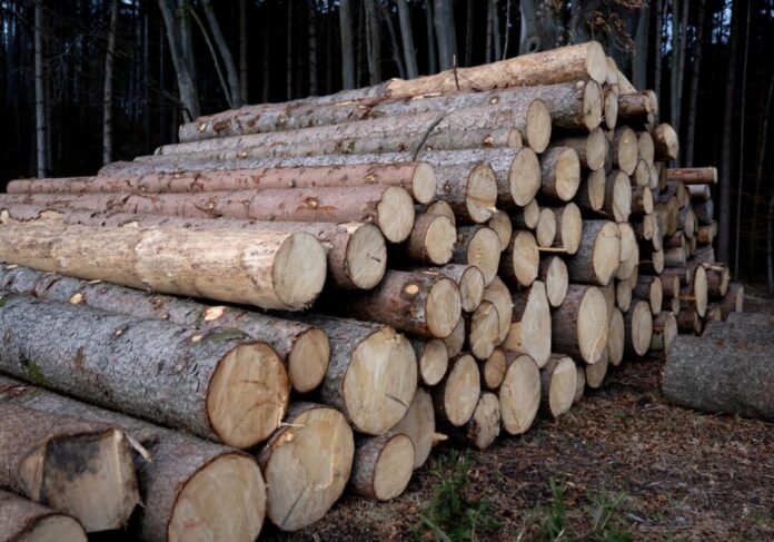 In einem Waldstück bei Siegburg ist es bei Baumfällarbeiten zu einem folgenschweren Arbeitsunfall gekommen. (Symbolbild)