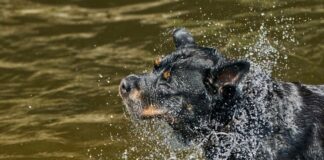 Ein Hund kühlt sich in einem Fluss ab. In NRW soll es am Mittwoch 39 Grad heiß werden.