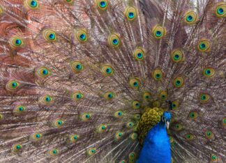 Ein Pfau hat im Autobahnkreuz Lotte/Osnabrück den Verkehr in Richtung Hannover für kurze Zeit ausgebremst. (Symbolbild)
