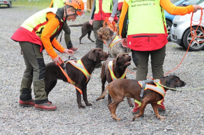 Bei der Suche nach möglichen weiteren Fällen der Tierseuche hilft eine dafür trainierte Suchhundestaffel im Sauerland.