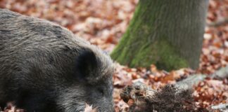 Ein Jäger hat ein totes Wildschwein gefunden, bei dem der Verdacht auf die Afrikanische Schweinepest (ASP) besteht. (Archivbild)