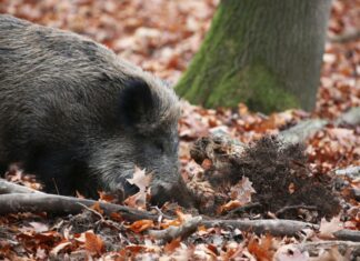 Ein Jäger hat ein totes Wildschwein gefunden, bei dem der Verdacht auf die Afrikanische Schweinepest (ASP) besteht. (Archivbild)