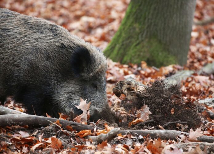 Ein Jäger hat ein totes Wildschwein gefunden, bei dem der Verdacht auf die Afrikanische Schweinepest (ASP) besteht. (Archivbild)