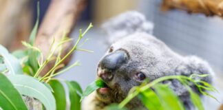 Das älteste Koala-Männchen Europas, Irwin, ist nach kurzer, schwerer Krankheit eingeschläfert worden. (Archivbild)