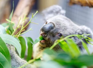 Das älteste Koala-Männchen Europas, Irwin, ist nach kurzer, schwerer Krankheit eingeschläfert worden. (Archivbild)