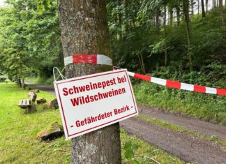 In NRW wurden bisher fünf an der Afrikanischen Schweinepest verendete Wildschweine gefunden. Nun soll ein landesweites Monitoring starten. (Symbolbild)