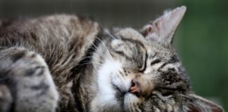 Katzen schlummern einer Studie zufolge am liebsten auf der linken Seite liegend. (Archivbild)