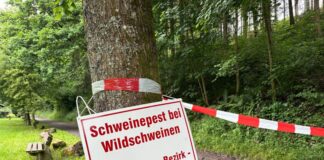 Die Afrikanische Schweinepest ist im Sauerland angekommen - ein Schild in Kirchhundem warnt vor dem Virus.
