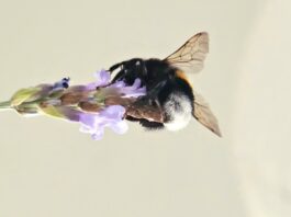Eine Hummel sammelt Nektar. Foto: Volkmann