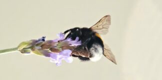 Eine Hummel sammelt Nektar. Foto: Volkmann