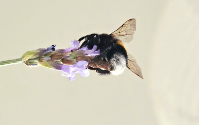 Eine Hummel sammelt Nektar. Foto: Volkmann