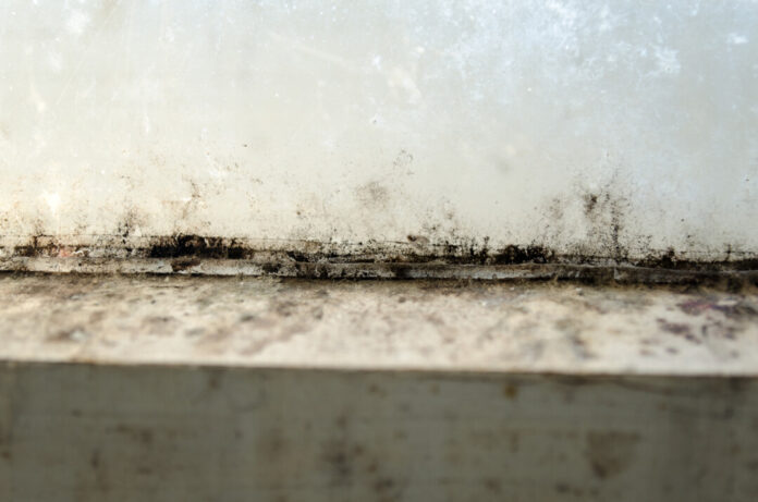 Schimmel an einem alten Fenster. Foto: VZ NRW/adpic