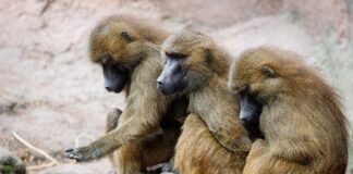 Die Zoos in Köln und Krefeld haben nach eigenen Angaben bisher noch keine gesunden Affen getötet. (Archivbild)