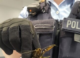 Wem die Flusskrebse gehören, ist bislang unklar.