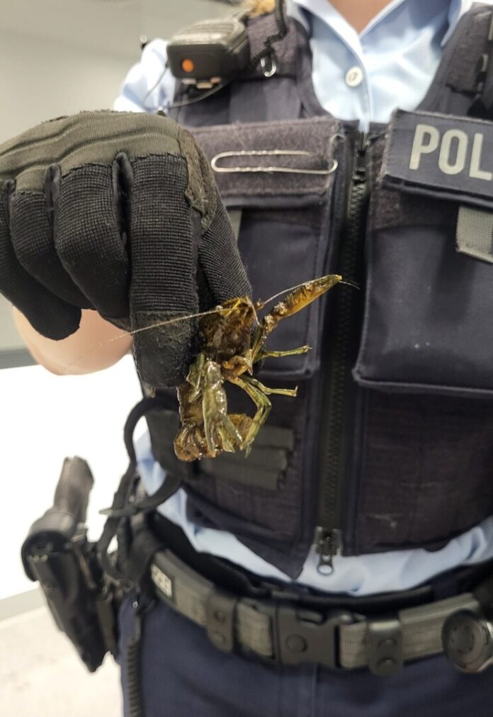 Wem die Flusskrebse gehören, ist bislang unklar.