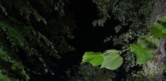 Eine nächtliche Autofahrt unter Alkoholeinfluss ist in Waldbröl für fünf junge Leute nach dem Aufprall gegen einen Baum mit teils schweren Verletzungen zu Ende gegangen. 