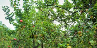 Viele Sorten und Arten auf kleinem Raum: Streuobstwiesen nehmen trotz Neupflanzungen tendenziell ab. (Archivbild)