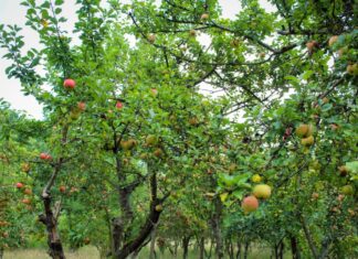 Viele Sorten und Arten auf kleinem Raum: Streuobstwiesen nehmen trotz Neupflanzungen tendenziell ab. (Archivbild)