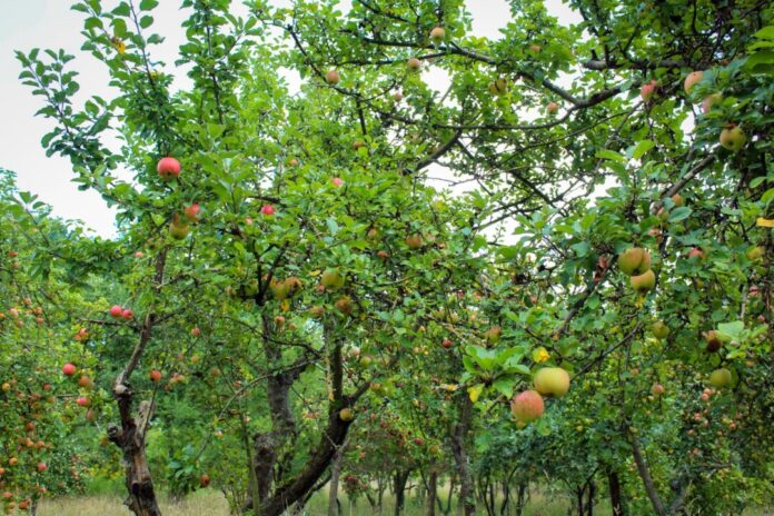 Viele Sorten und Arten auf kleinem Raum: Streuobstwiesen nehmen trotz Neupflanzungen tendenziell ab. (Archivbild)