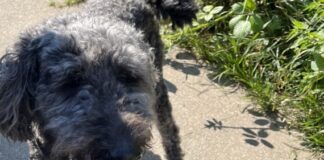 Diesen Hund rettete die Essener Polizei. Foto: Polizei