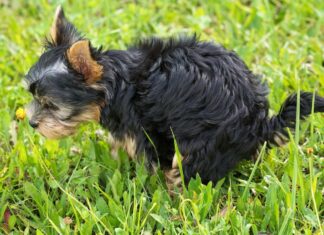 Wenn Hunde ihr Geschäft verrichten, ist anschließend der Halter gefragt. Foto: pixabay