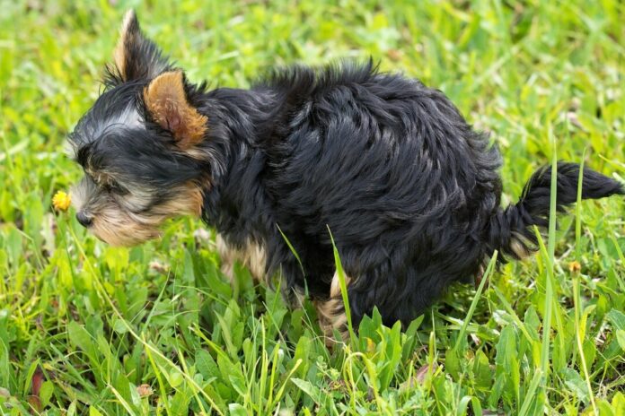 Wenn Hunde ihr Geschäft verrichten, ist anschließend der Halter gefragt. Foto: pixabay
