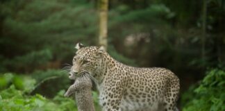 Katzen-Mama «Nahla» hält ihren Nachwuchs im Maul.