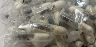 Der Zoll hat in Köln rund 1.500 kleine Plastikbehälter mit Vogelspinnen in einer Lieferung gefunden. (Handout)