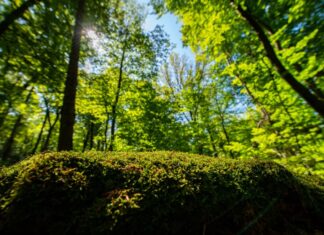 Die NRW-Landesregierung will der Wildnis im Land mehr Platz geben. (Symbolfoto)