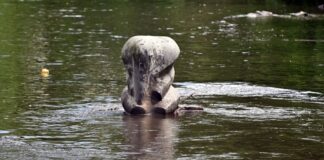 Seit 2020 erinnert mitten in der Wupper eine Skulptur an Tuffi.