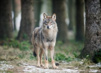 Im Zusammenhang mit durch Wölfe verursachte Schäden an Nutztieren sind 2024 die Ausgleichszahlungen des Landes sowie die Zahl der dokumentierten Übergriffe gestiegen. (Archivbild)